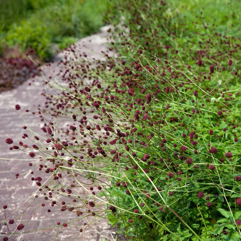 Sanguisorba tanna officinalis
