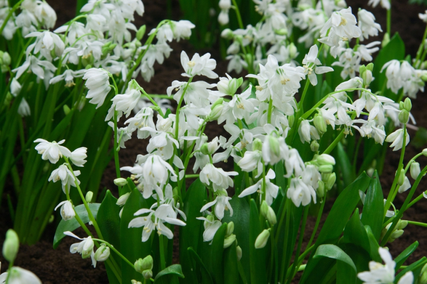 Scilla siberica