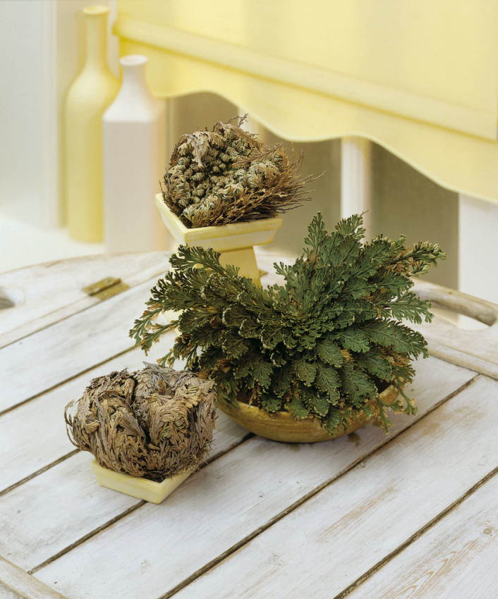 Selaginella lepidophylla