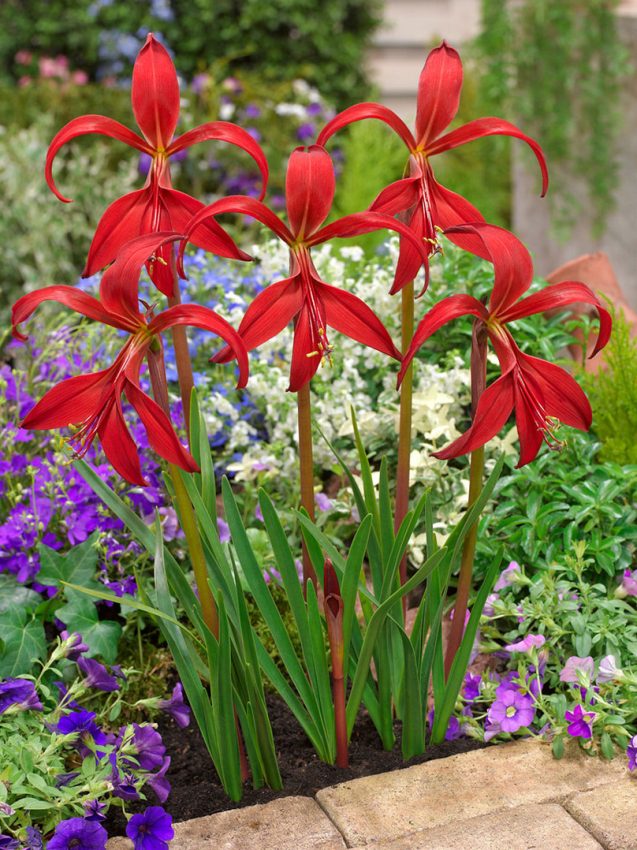 Sprekelia formosissima