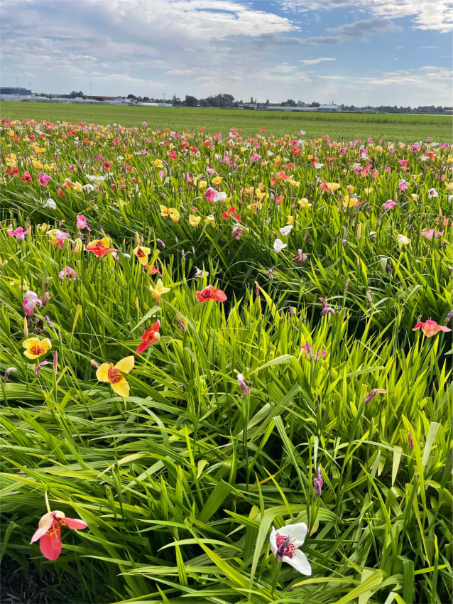 Tigridia pavonia melange