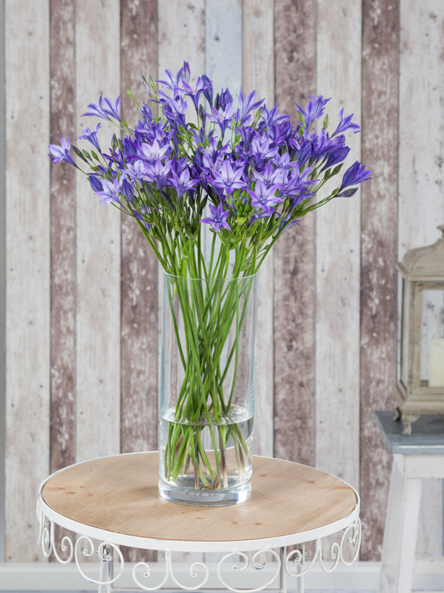 Triteleia queen fabiola