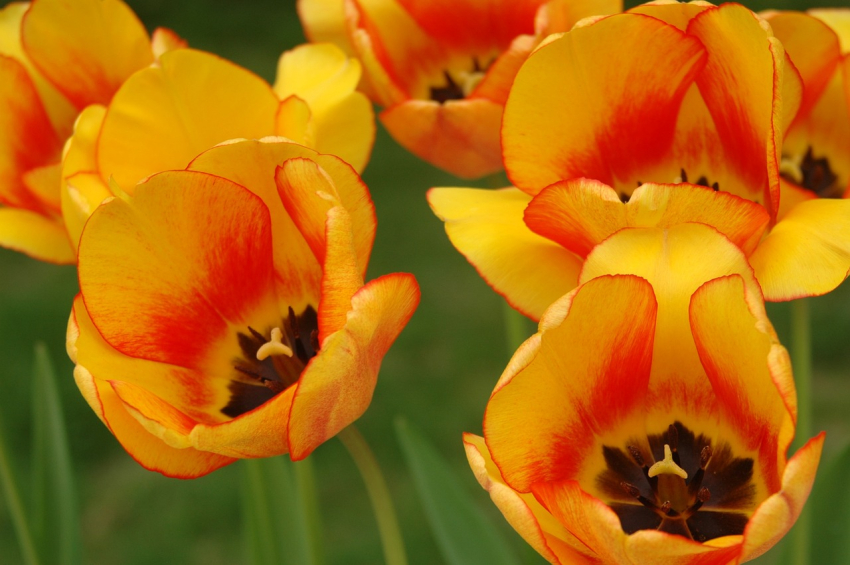Blushing apeldoorn