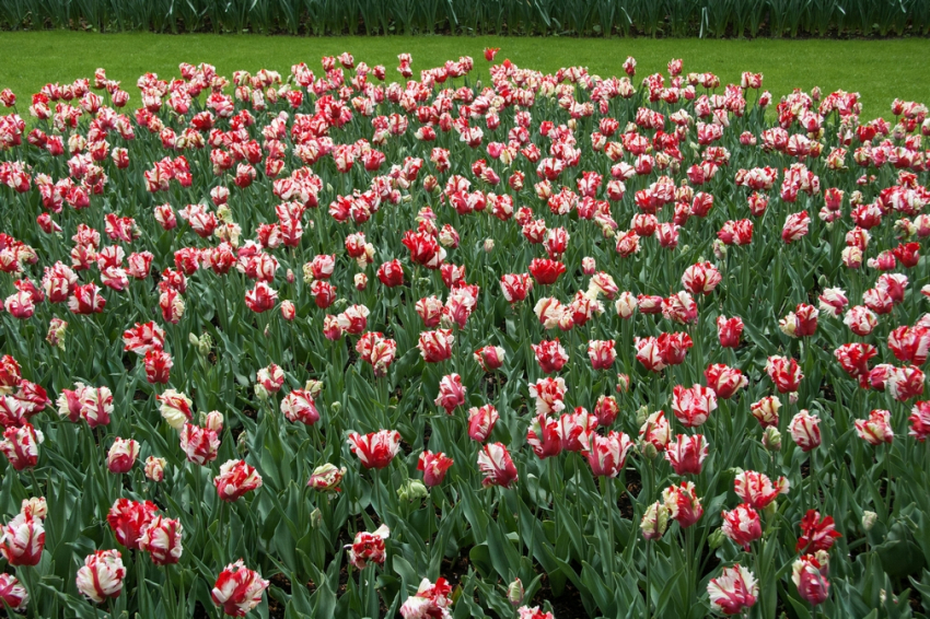 Estella rijnveld