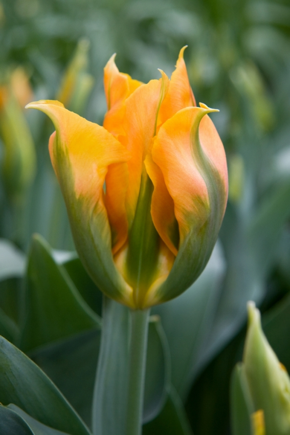 Golden artist