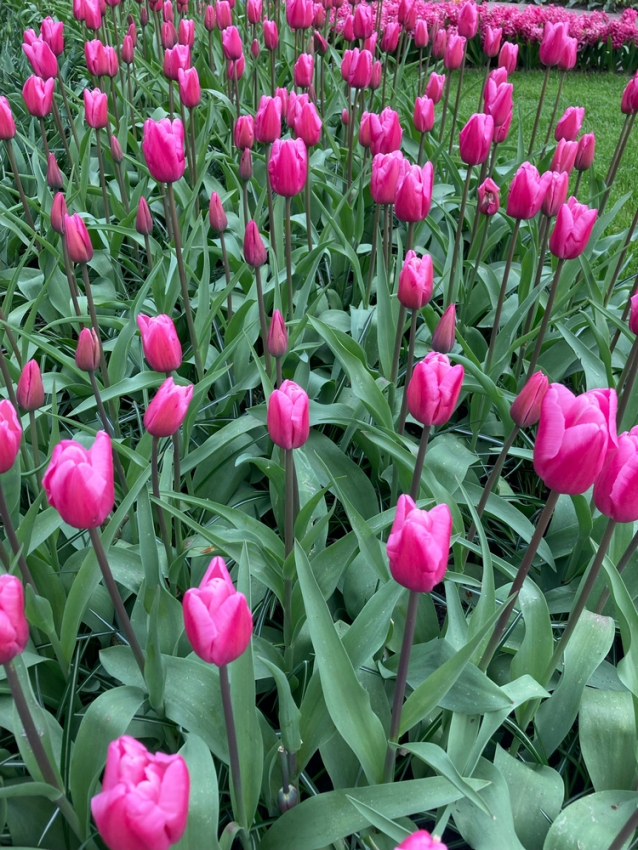 Jumbo pink