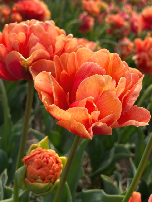 Orange flavour
