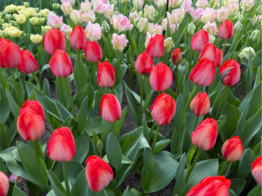 Orange van eijk