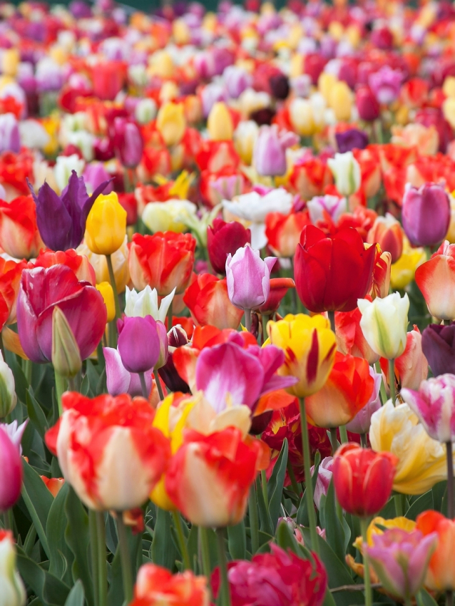 Fleurs coupees mÉlange