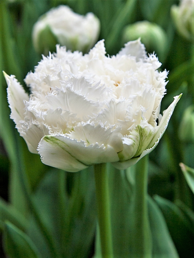 Snow crystal