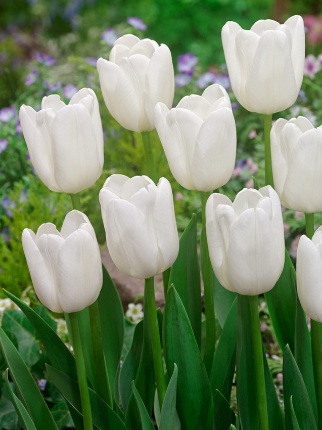 White dream & negrita gemengd