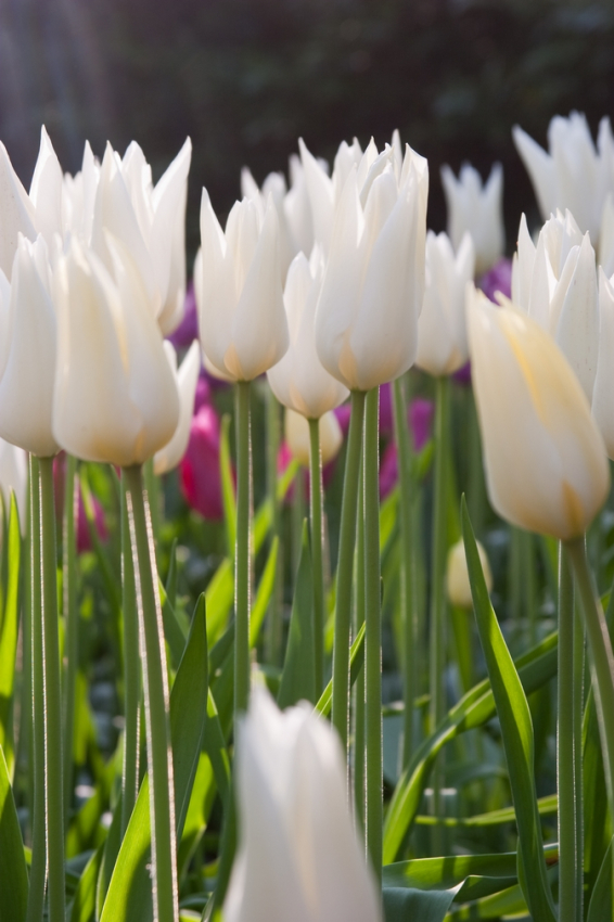 White triumphator