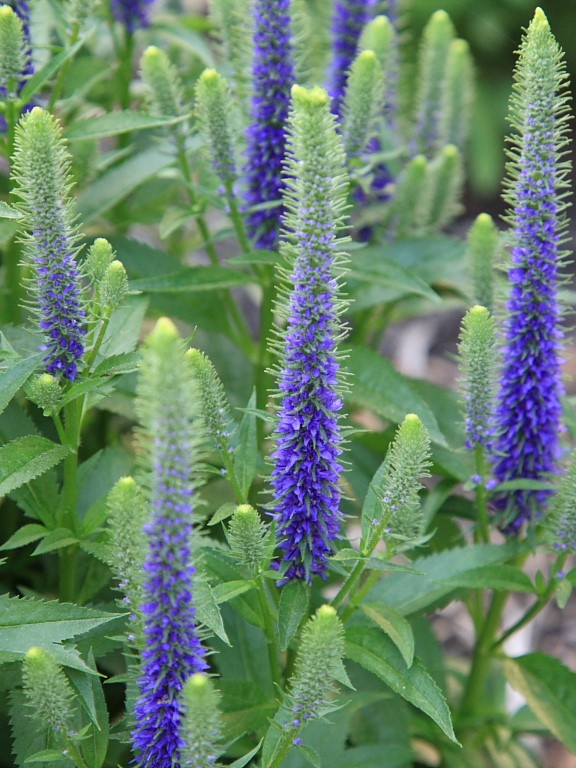 Veronica spicata ulster dwarf blue