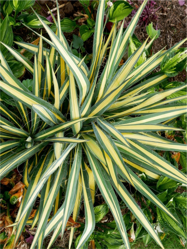 Yucca color guard filamentosa