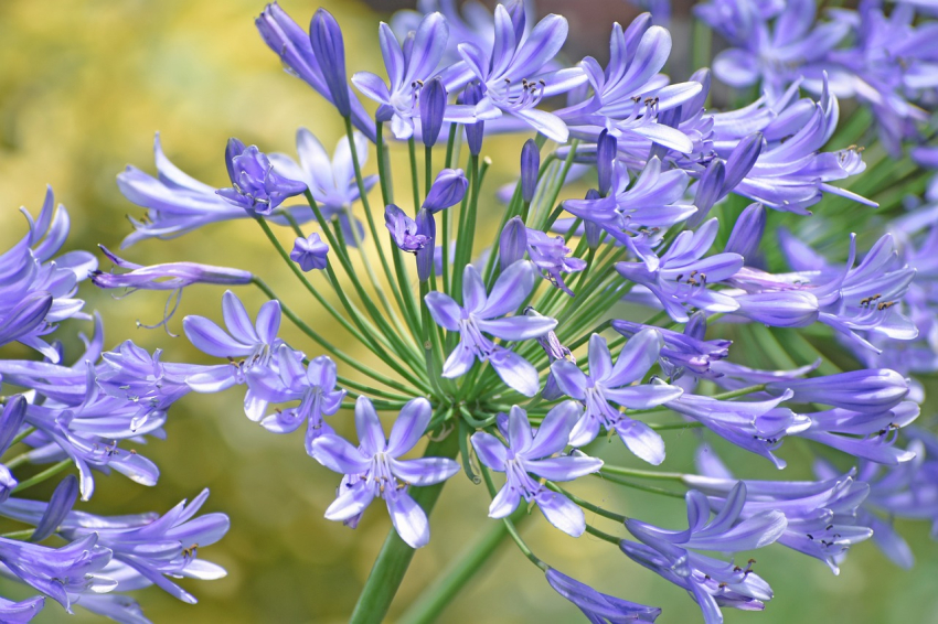 Agapanthus africanus dr. brouwer