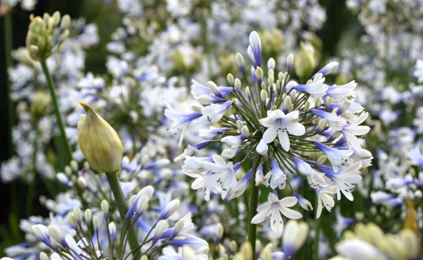 Agapanthus twister
