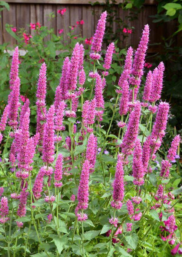 Agastache danish delight