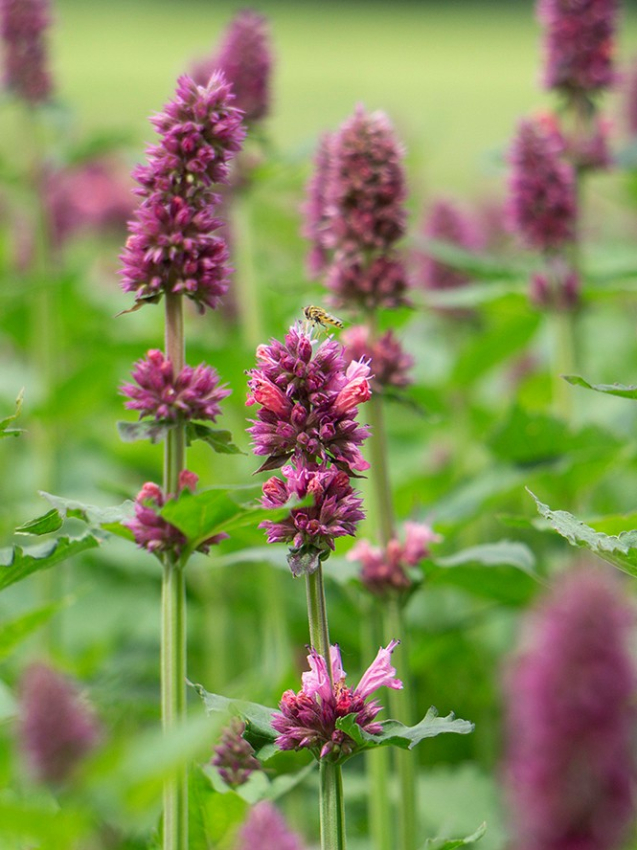 Agastache danish delight