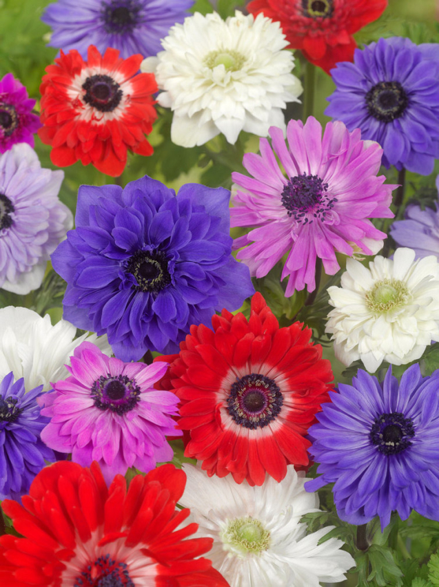 St. brigid blandet coronaria