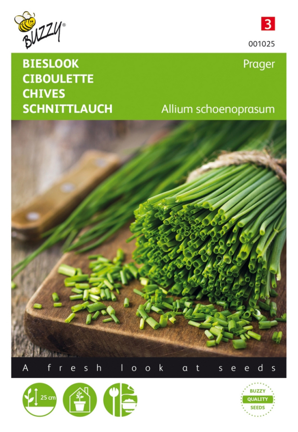 Chives allium schoenoprasum