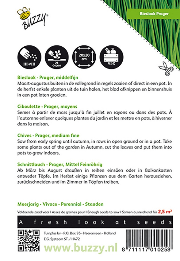 Chives allium schoenoprasum