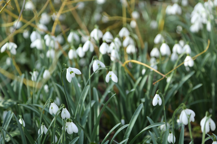Galanthus s. arnott