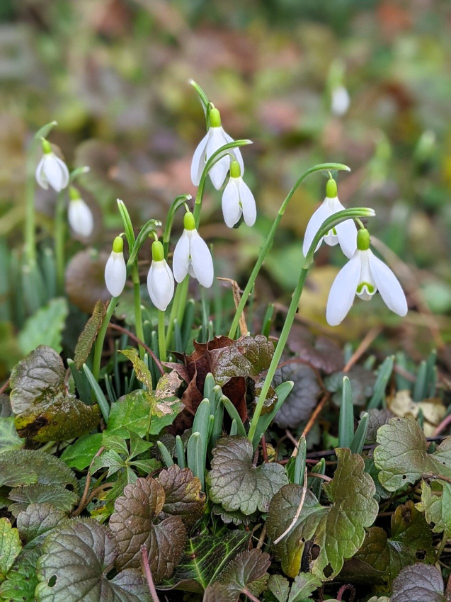 Galanthus s. arnott