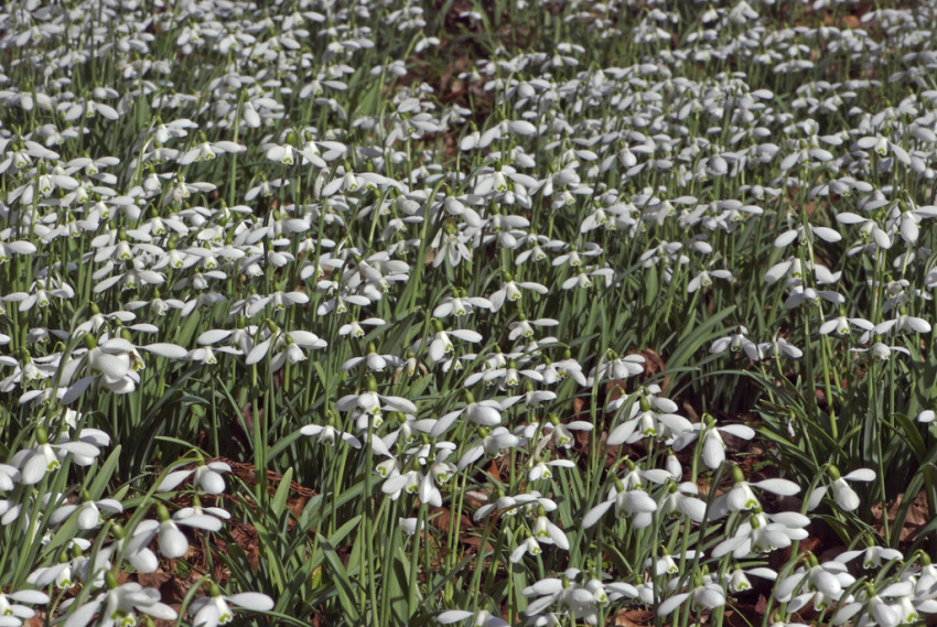 Galanthus s. arnott