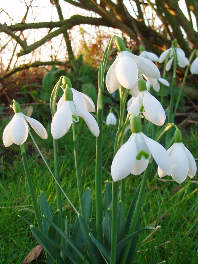 Galanthus s. arnott