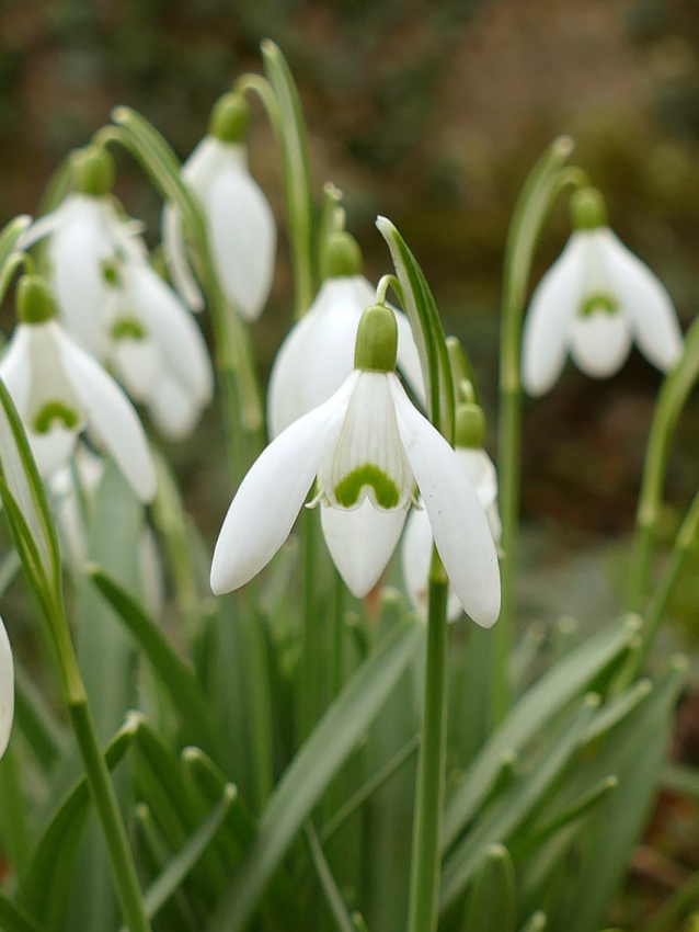 Galanthus s. arnott