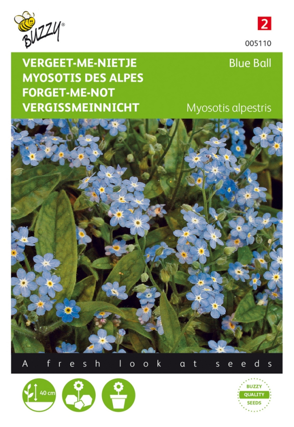 Myosotis, forget-me-not