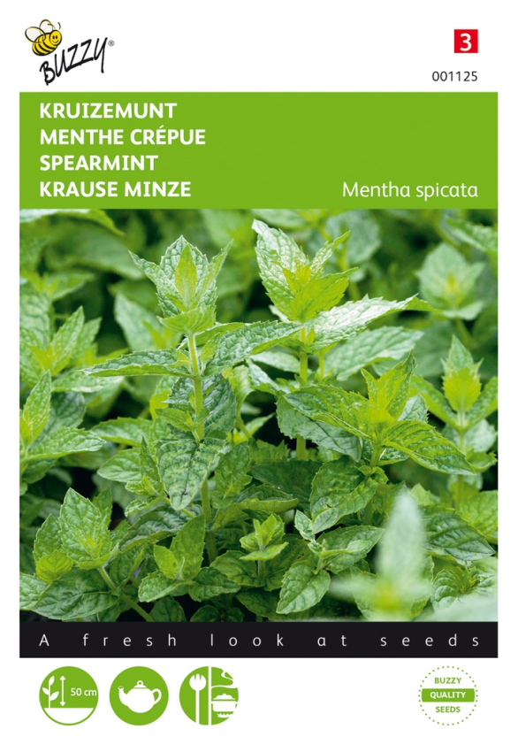 Spearmint mentha spicata