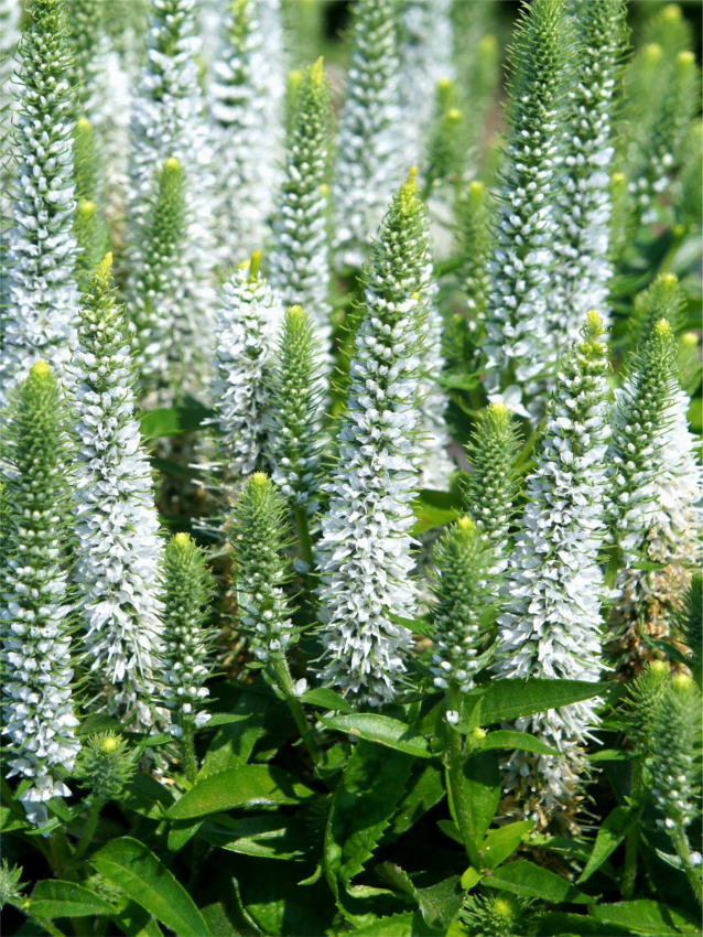 Veronica snow candles spicata