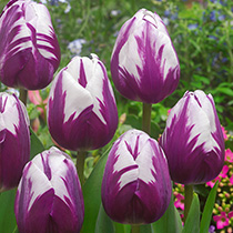 Tulip bulbs
