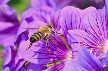 Pollinator friendly 