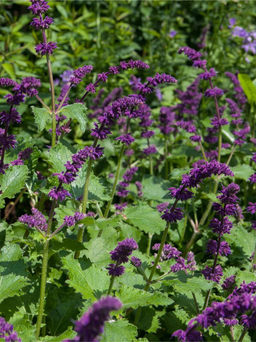 Plante perene
