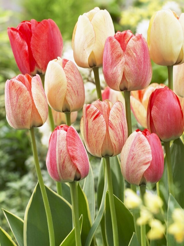 Tulpen